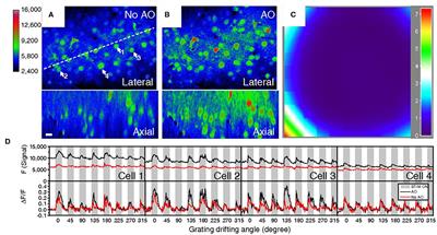 Improving the Way We See: Adaptive Optics Based Optical Microscopy for Deep-Tissue Imaging